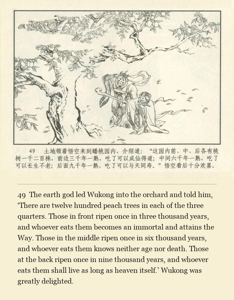 The earth god led Wukong into the orchard and told him, ‘There are twelve hundred peach trees in each of the three quarters. Those in front ripen once in three thousand years, and whoever eats them becomes an immortal and attains the Way. Those in the middle ripen once in six thousand years, and whoever eats them knows neither age nor death. Those at the back ripen once in nine thousand years, and whoever eats them shall live as long as heaven itself.’ Wukong was greatly delighted.