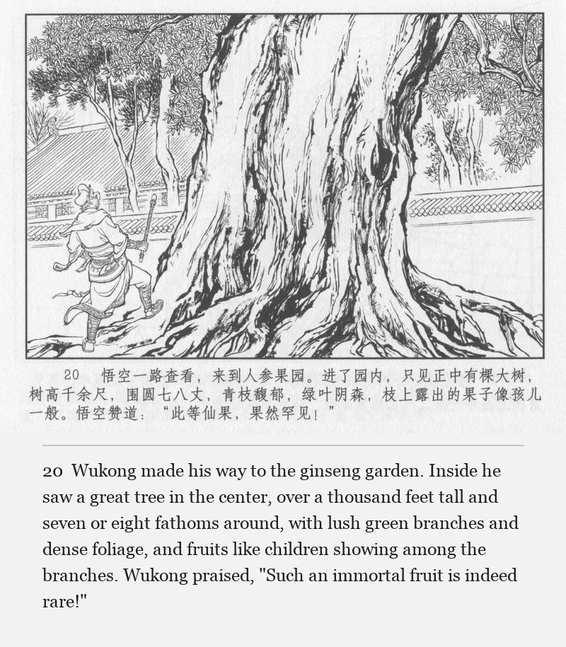 Wukong made his way to the ginseng garden. Inside he saw a great tree in the center, over a thousand feet tall and seven or eight fathoms around, with lush green branches and dense foliage, and fruits like children showing among the branches. Wukong praised, "Such an immortal fruit is indeed rare!"